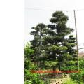 日本罗汉松