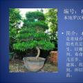 罗汉松