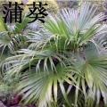 蒲葵