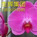蝴蝶兰