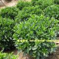 非洲茉莉球 灰莉球