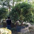 丛生杨梅