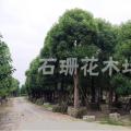 香樟