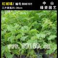 红绒球