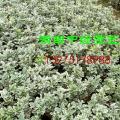 金边黄杨