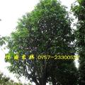 萍婆树