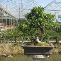 台湾榕2 Ficus formosana