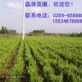 龙柏