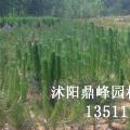 供应:黑松,地柏,龙柏,西湖海棠,红叶石楠,蜀桧