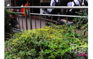 菟丝子——植物吸血鬼入侵成都