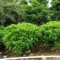 非洲茉莉