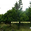 台湾罗汉松