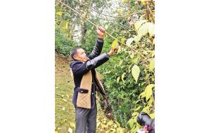 重庆:素心腊梅开出“产业之花” 重庆:素心腊梅开出“产业之花”