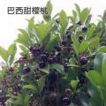 巴西甜樱桃