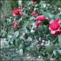 野茶花