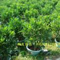 非洲茉莉