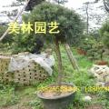 本地罗汉松