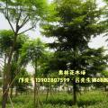 细叶榄仁