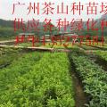 云南樱花