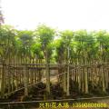 火焰木