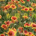 天人菊