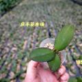 其它热带兰