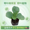 琴叶榕
