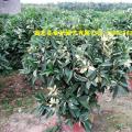 花叶非洲茉莉