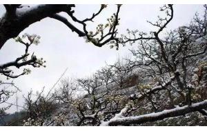 倒春寒”要来！春天要溜？ 周后期气温跌超10℃