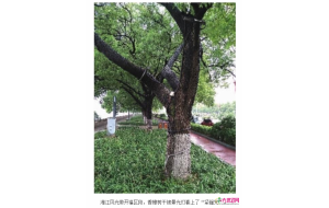 长沙:被景观灯锁身 “老树,你疼吗?” 长沙:被景观灯锁身 “老树,你疼吗?”