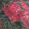 多花红千层 开花