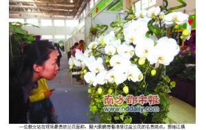 07第六届中国国际植物展：“熊猫”蝴蝶兰