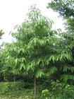 山桂花
