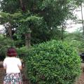 非洲茉莉