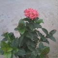 龙船花