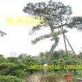 黑松