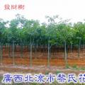 发财树