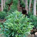非洲茉莉
