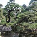 日本黑松
