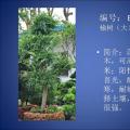 榆树
