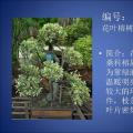 榕树