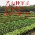 黄花腊肠树