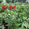 巴西甜樱桃