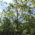 澳洲火焰木