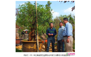 云南首次举办园林景观树造型培训 让造型苗木走进家庭