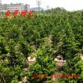 台湾罗汉松