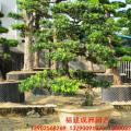 罗汉松