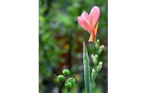 广东（陈村）花卉特色小镇 第八期园林设计师交流会 暨花卉产业供需对接会