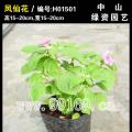 凤仙花