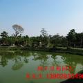 黑松 场景图